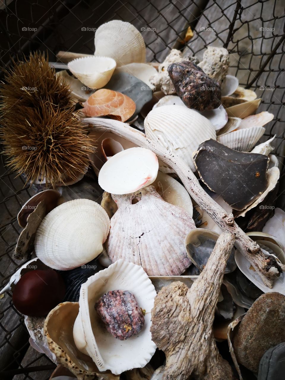 Shell, No Person, Food, Nature, Shellfish