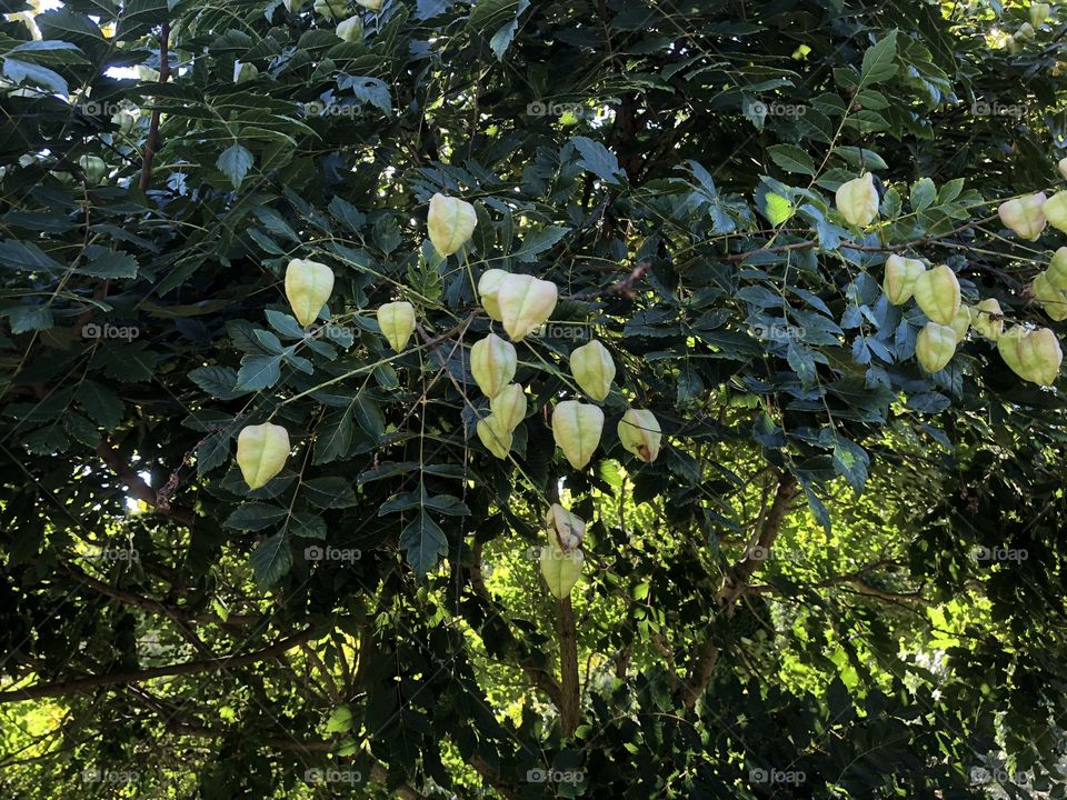 This tree goes by a number of names firstly, The Pride of India and the more common one, “Golden Rain” for me sums up such a lovely piece of natural beauty very well.