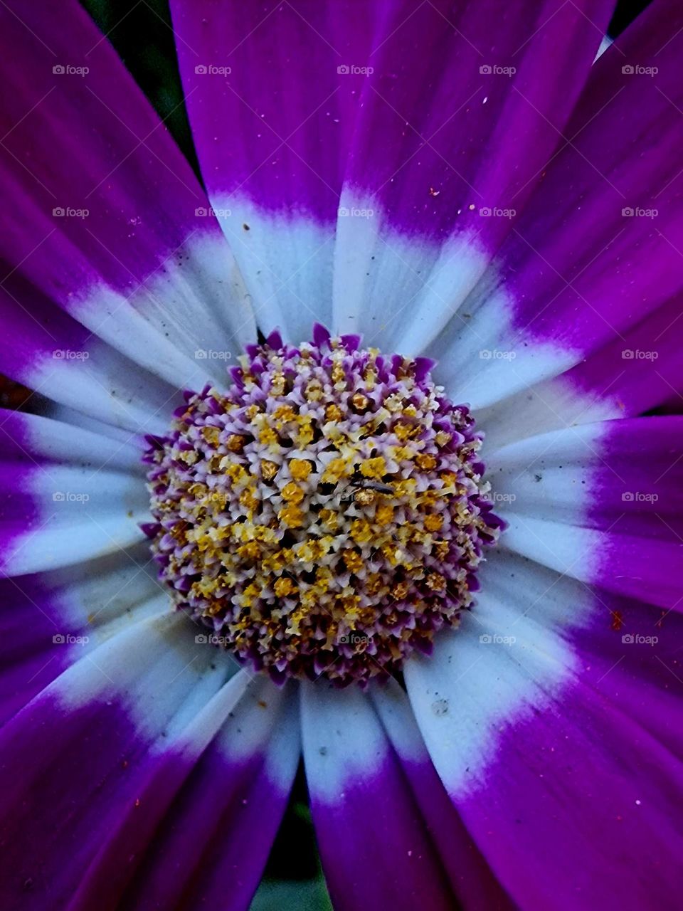 purple flower