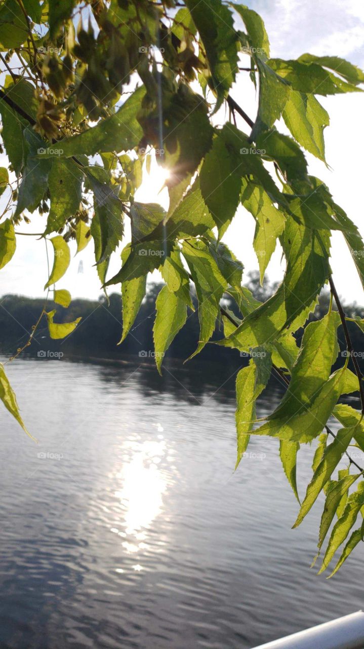 low branch out over water
