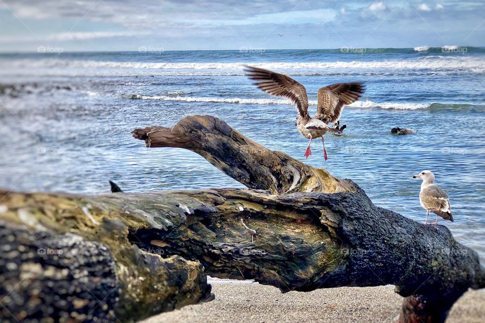 Foap Mission, Glorious Mother Nature!  Seagull In FlightWith Wings Spread Waves In Background!