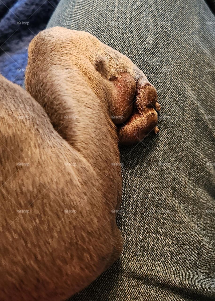 Cute Little Paw, French Bulldog Paw, Gray Paw