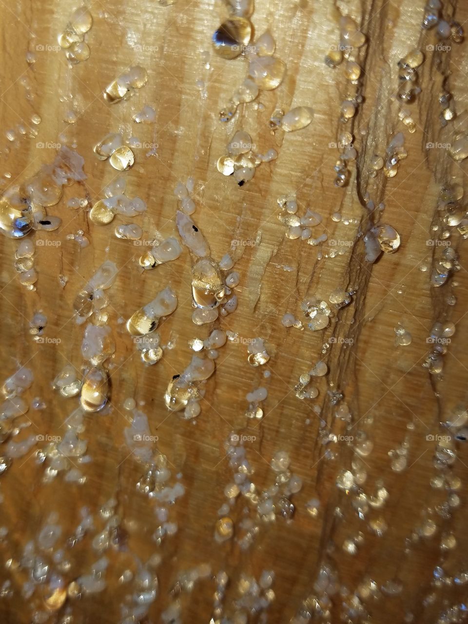 Sap bubbles on a pine tree
