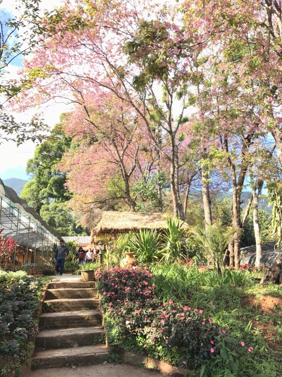 Sakura in Chiangmai northern Thailand 
