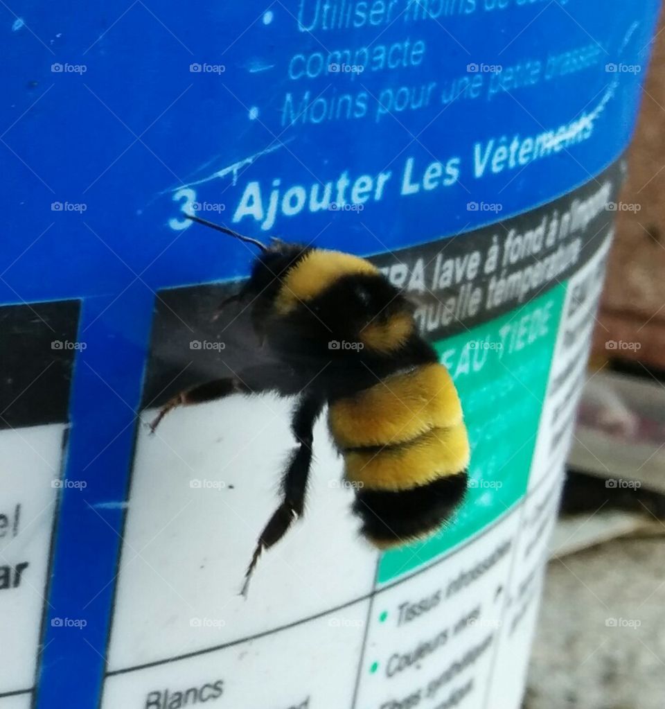 North American Bee in flight