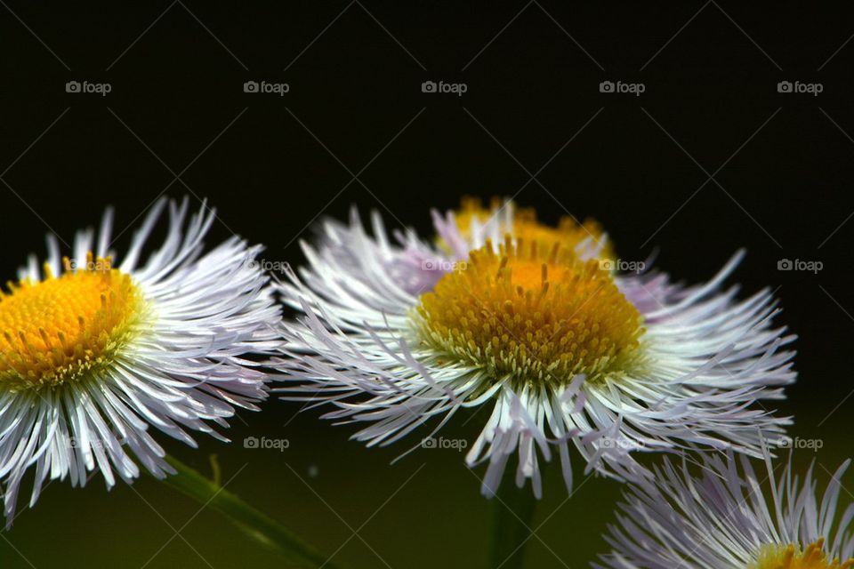 macro of little flowers