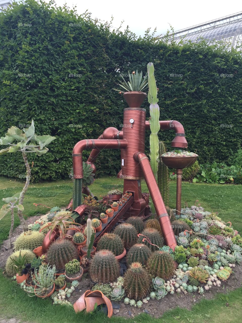 Cactus and succulent