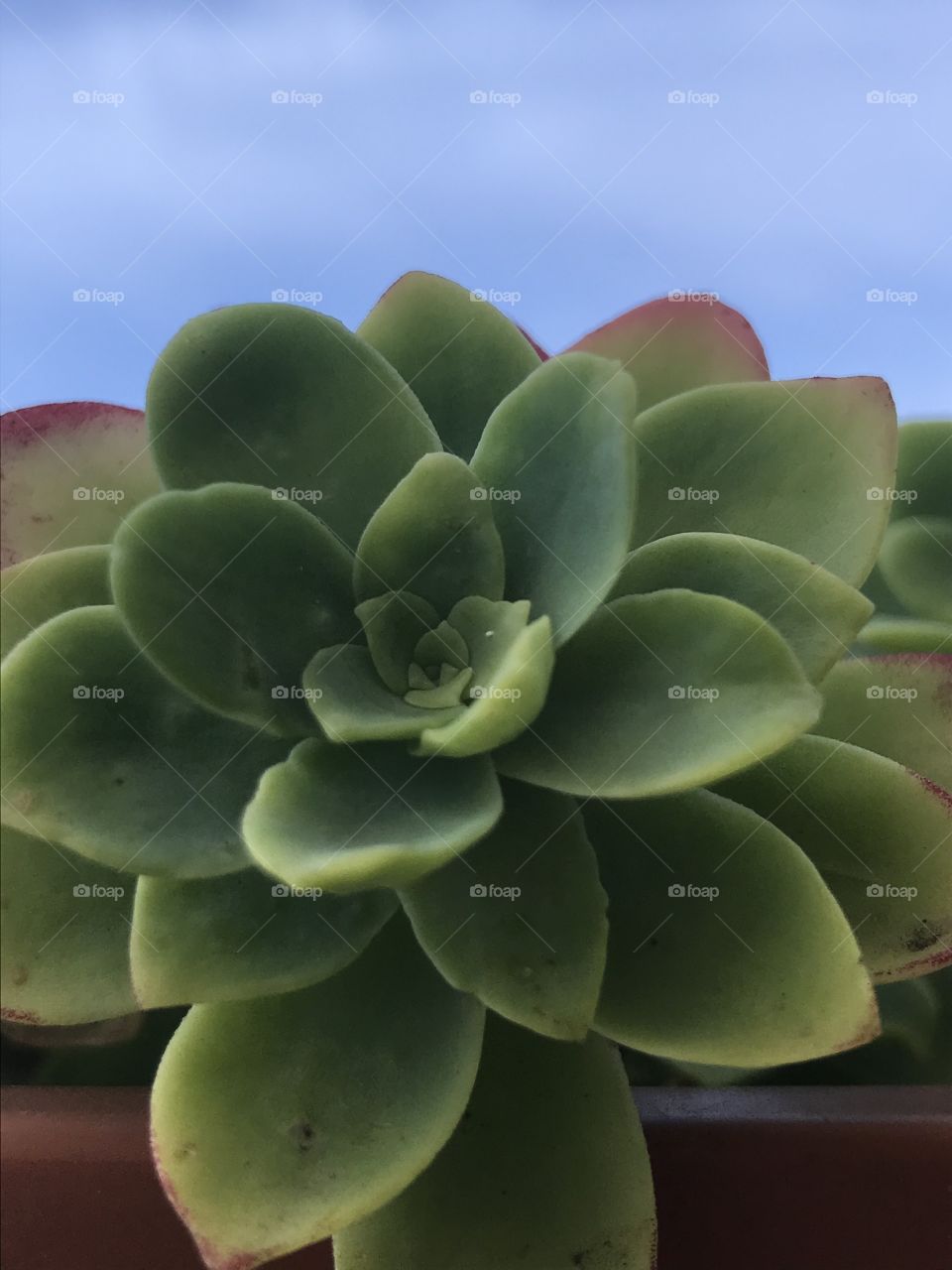 Succulent 
