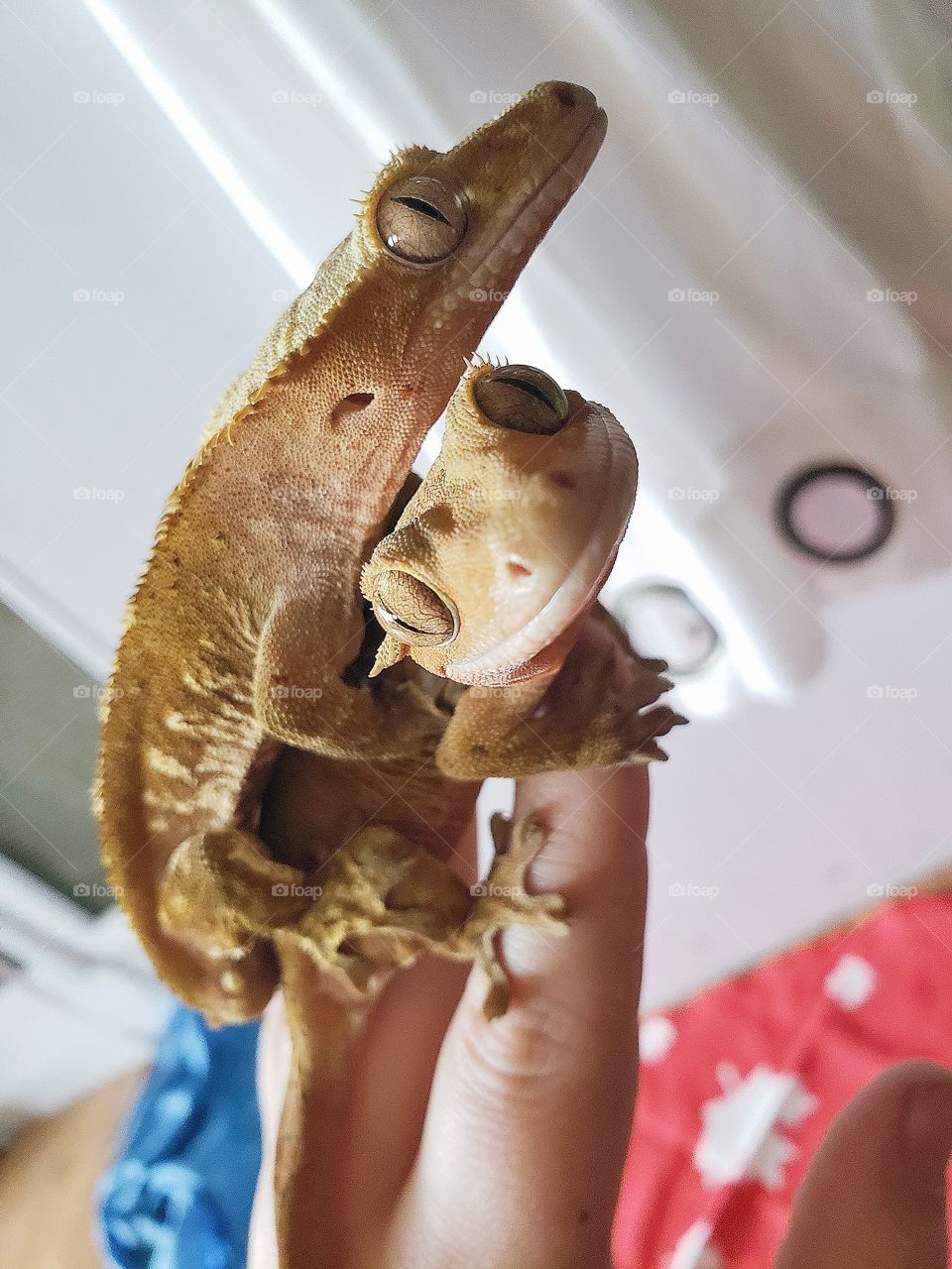 Happy Crested Gecko Couple