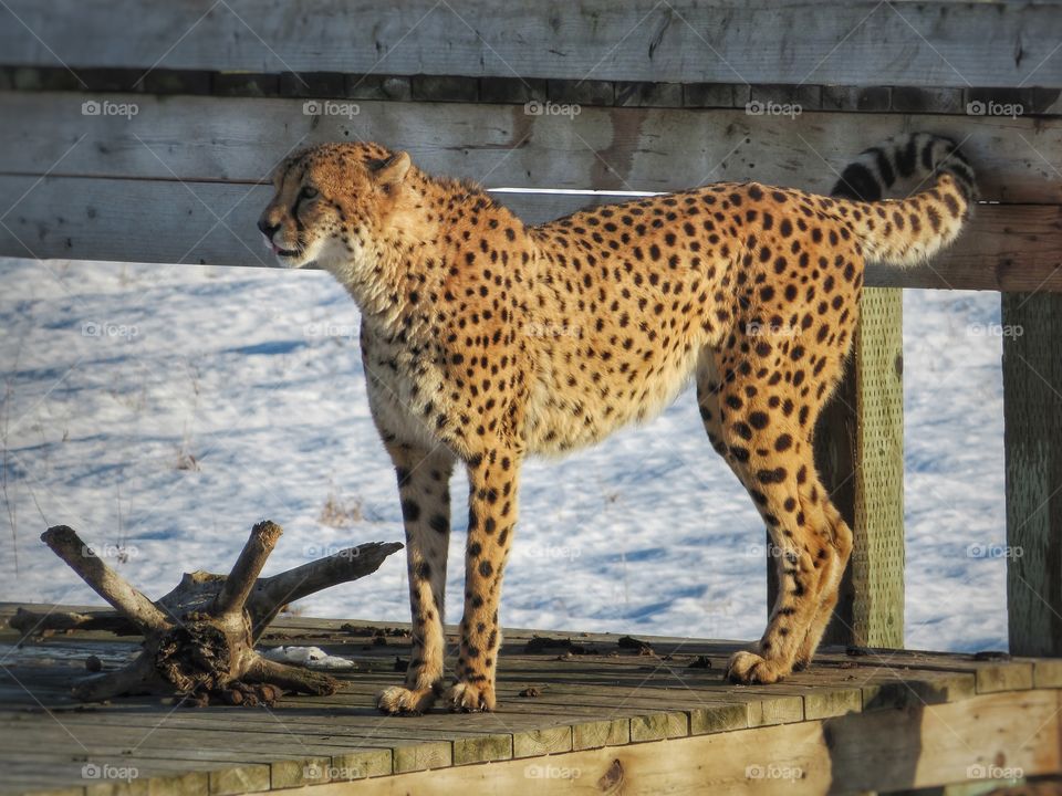 Male cheetah Parc Safari Hemmingford Québec Jan 20th 2018