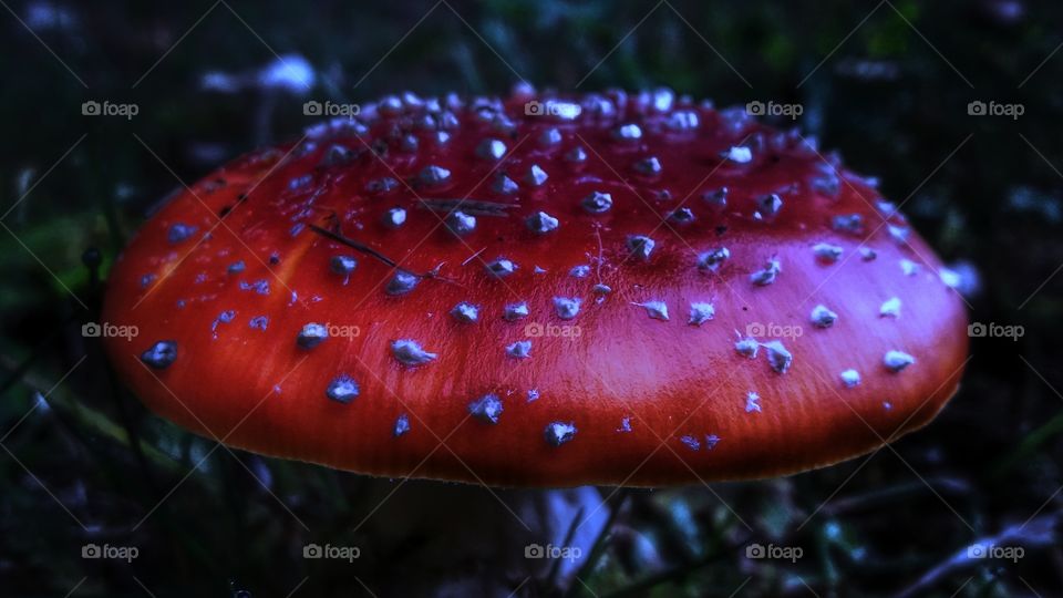 Red shiny Mushroom