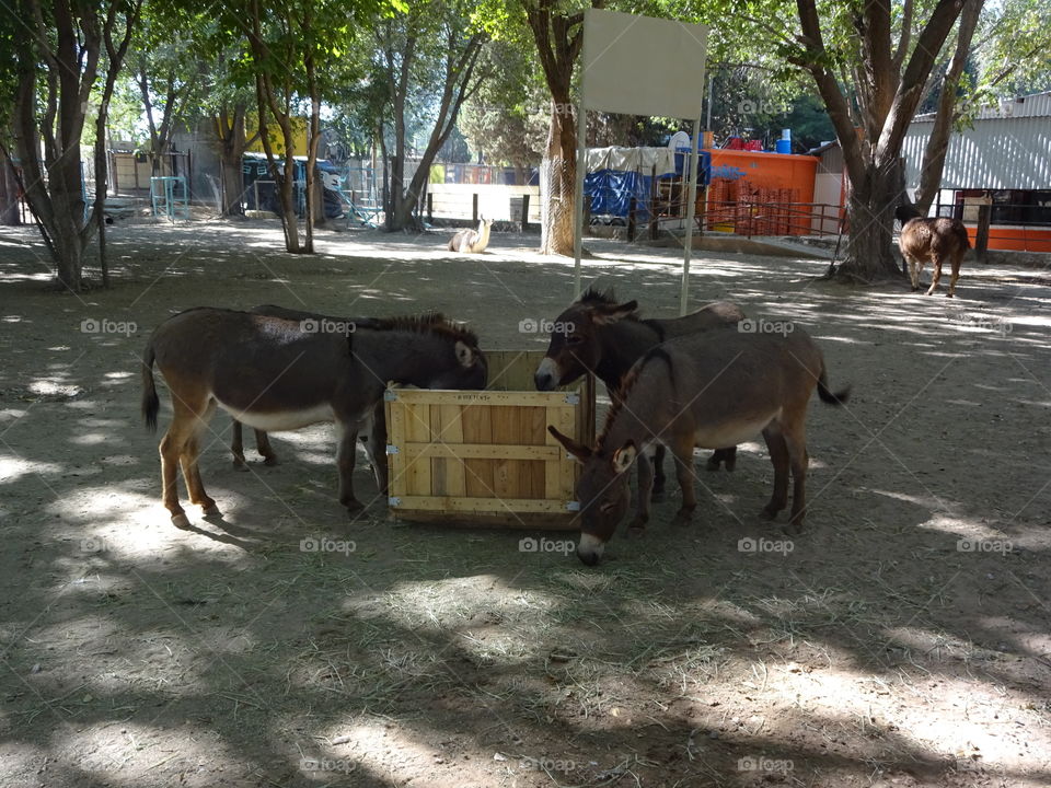 donkeys eating
