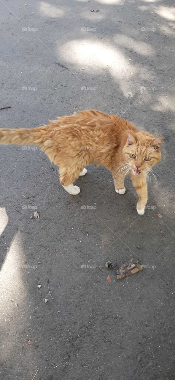 Alte ungepflegt Katze