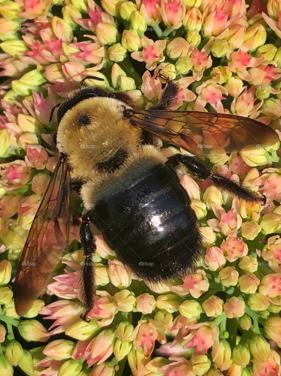 Bumblebee closeup on flowers 