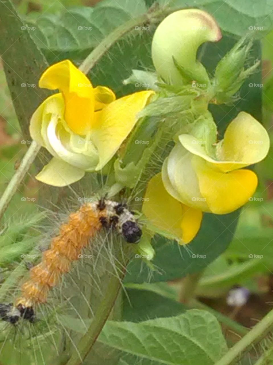After rainy days, we get to see the types of Ilio species of egg, larva and worm.