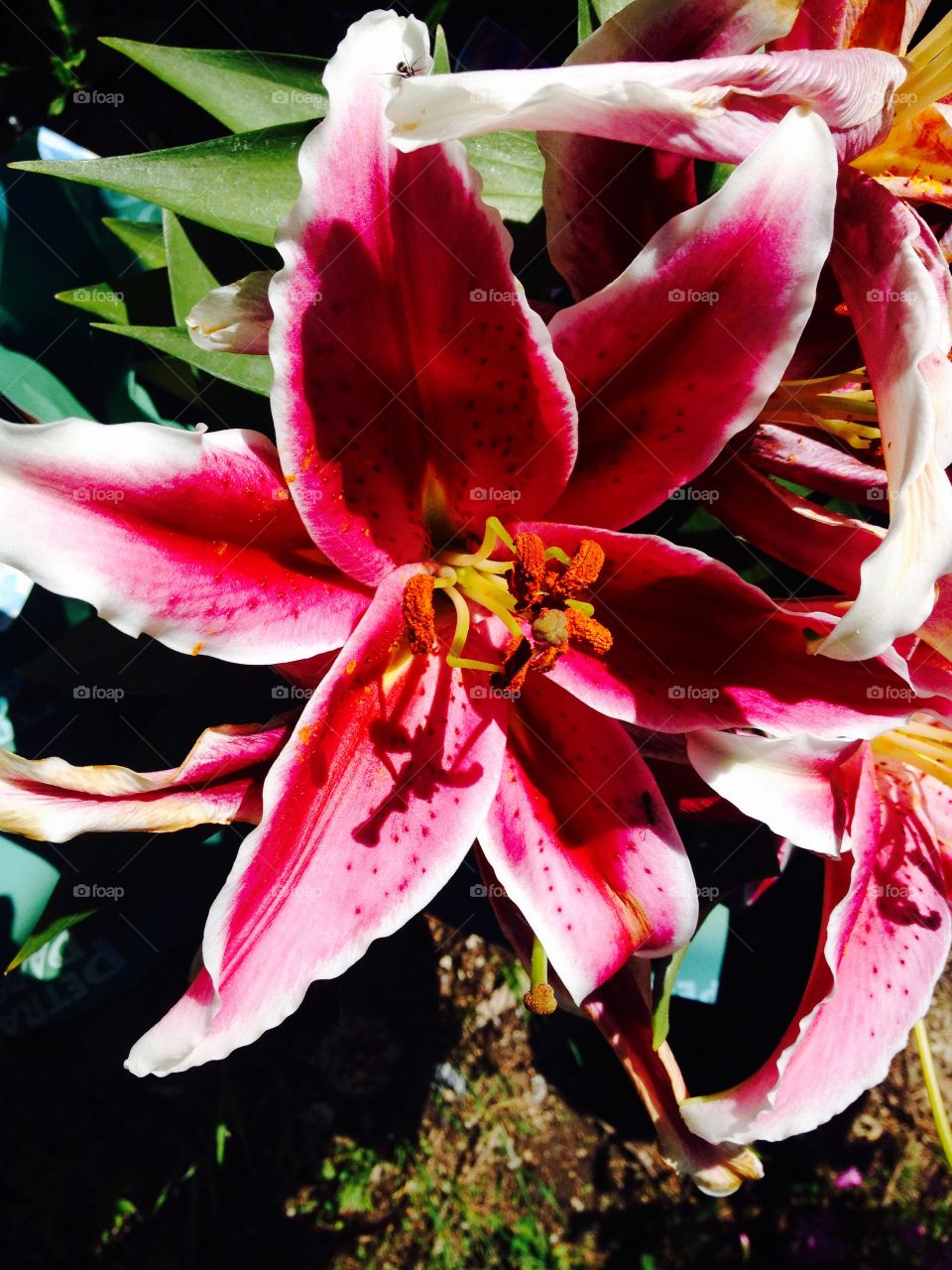 Stargazer Lily