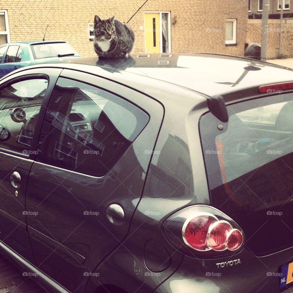 Cat sitting on a car