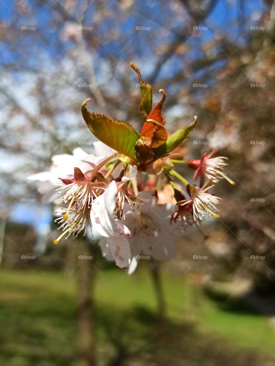 Cherry tree flowers, Christchurch Park, Ipswich, UK