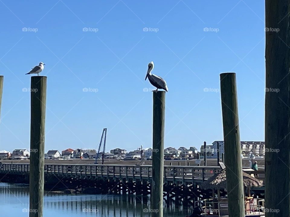 Perched Birds