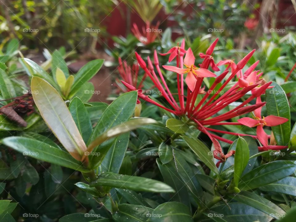 Ixora flowers