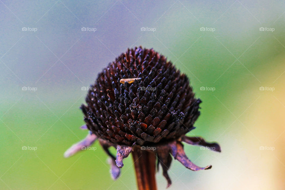Macro of a dark coloured dead flower head with tiny dried purplish leaves at the bottom above a brown stalk & a tiny pale stick or seed at the top of the head. The background is blurred soft purple, blue, white & green providing beautiful contrast.