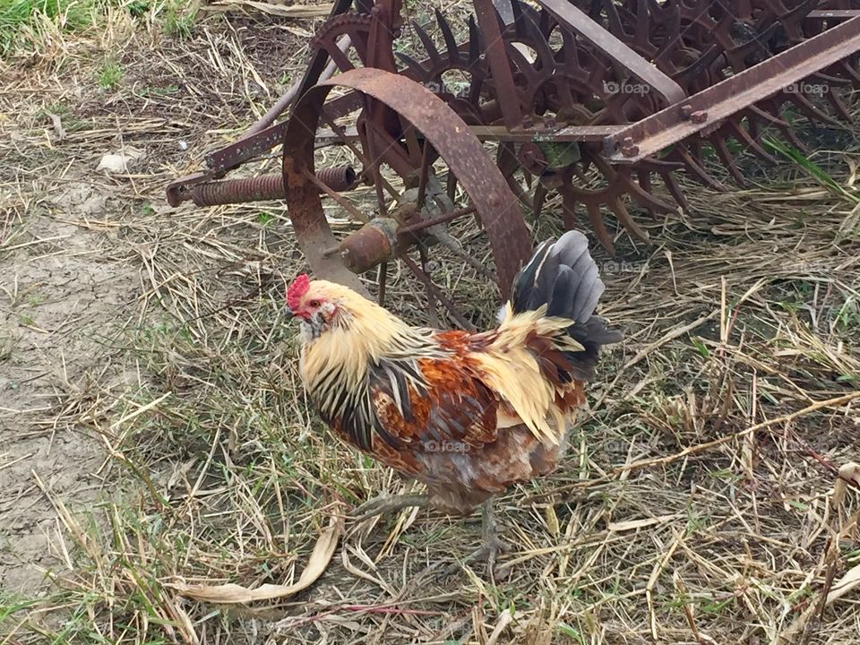 Rustic Fall Rooster