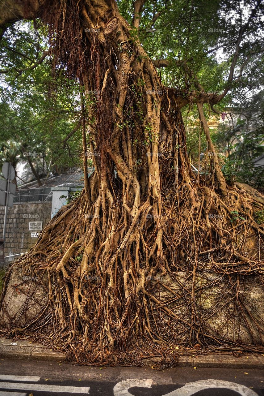 Old tree roots