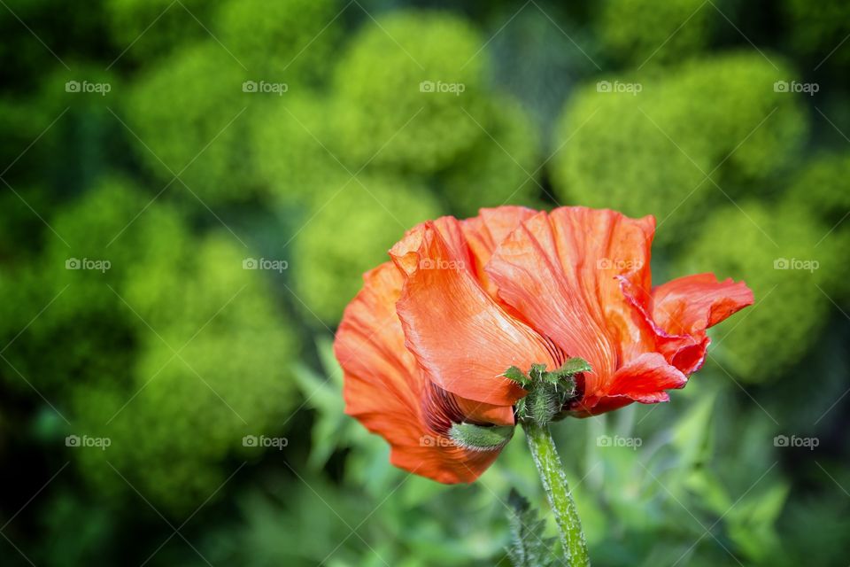 Close-up of blooming flower