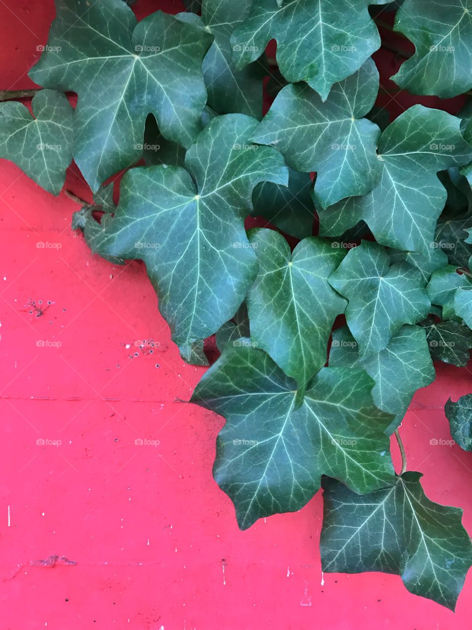 Green ivy leaves on red background 