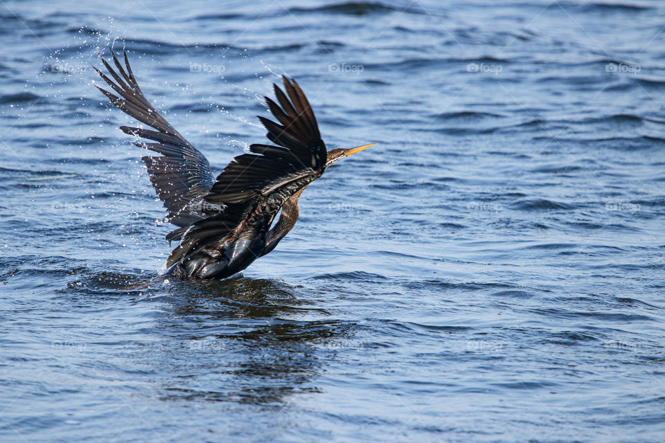 A splash story of a water bird who is bathing to get its temperature back to normal