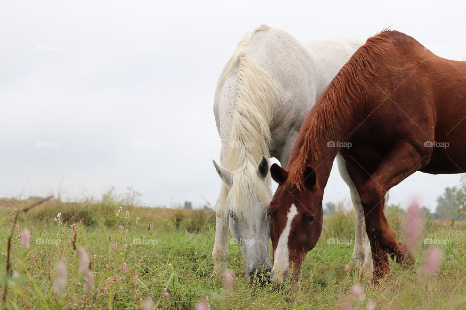 The whole pasture and they chose the same grass. 