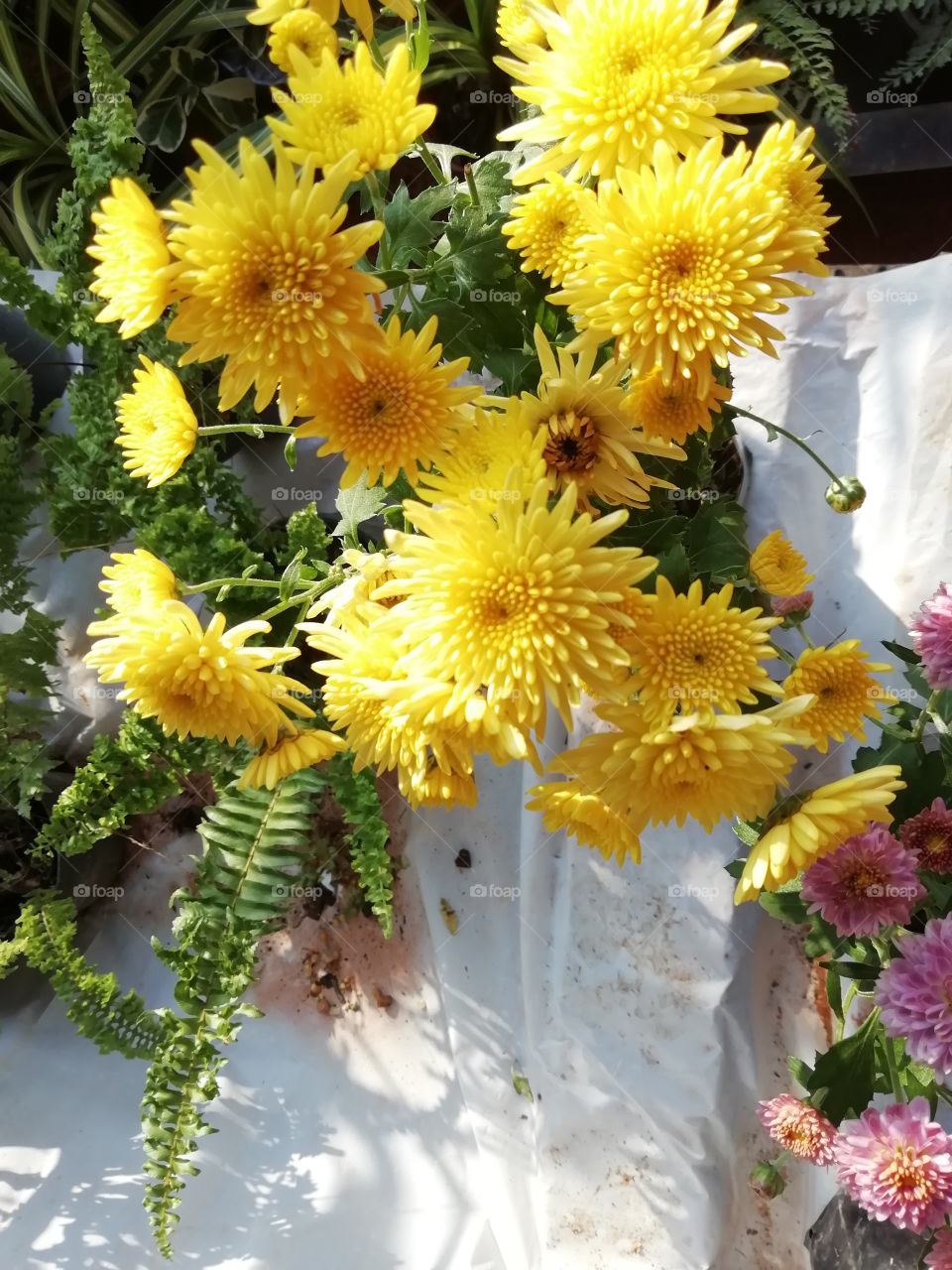 More pictures of a village flower exhibition