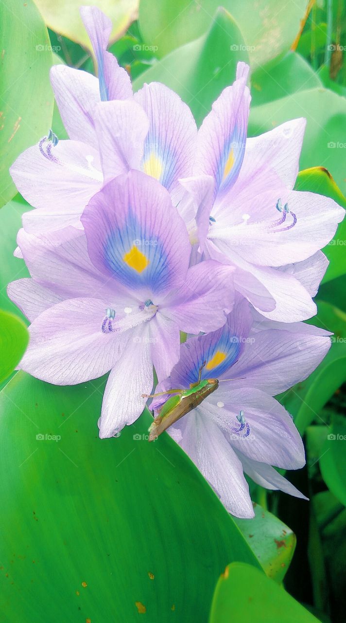 This is a beautiful flower