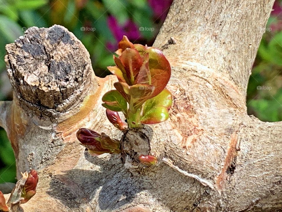 
First Signs of Spring - New beginning for Crape Myrtle tree. The warmth along with occasional rainfall has stimulated growth of new leaves in many trees, plants and some flowers as well. 