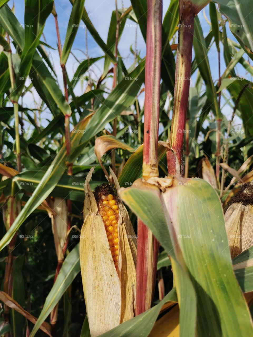 Maiskolben auf dem Feld