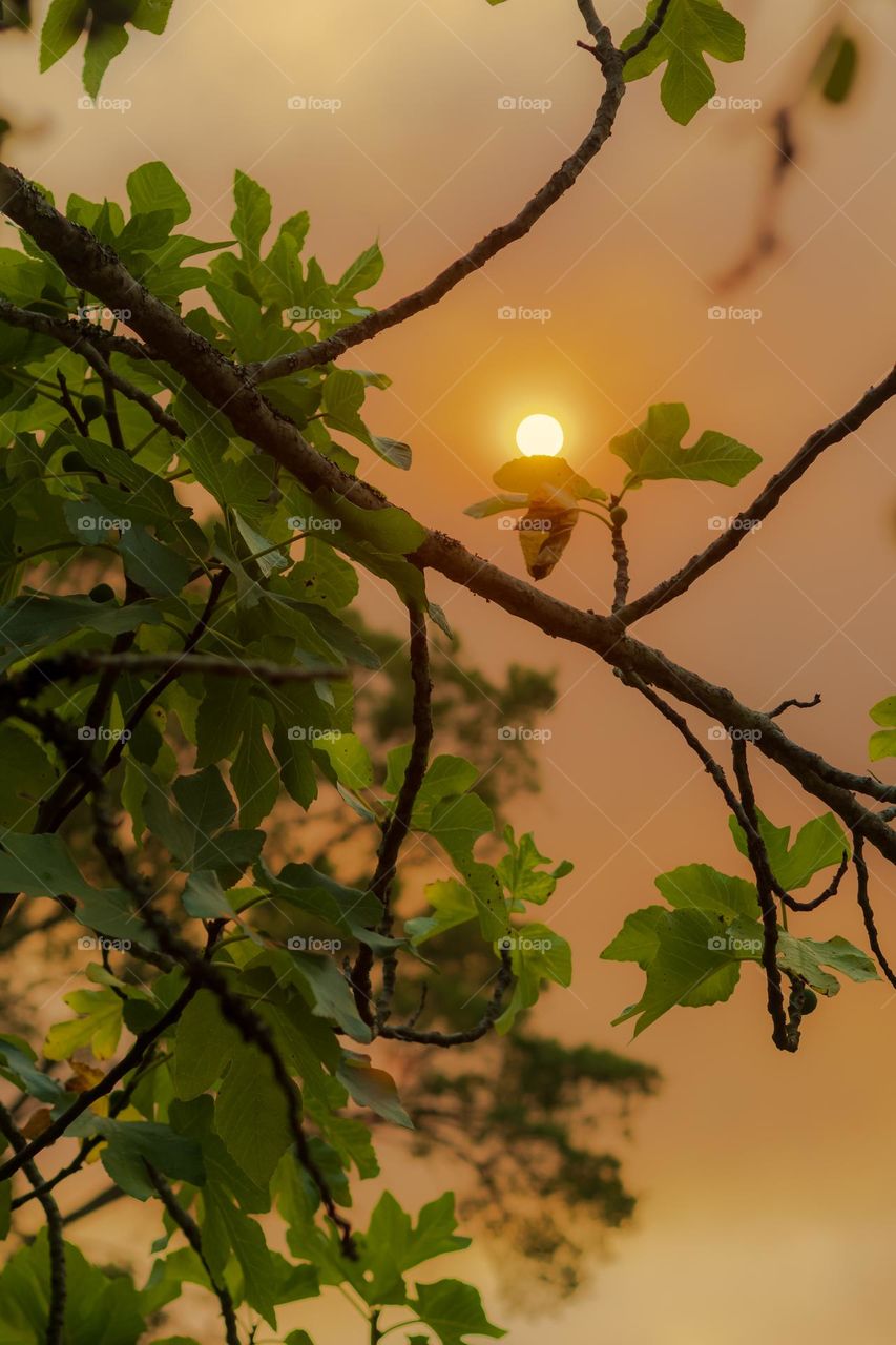 The sunset perched on the leaf of a tree.