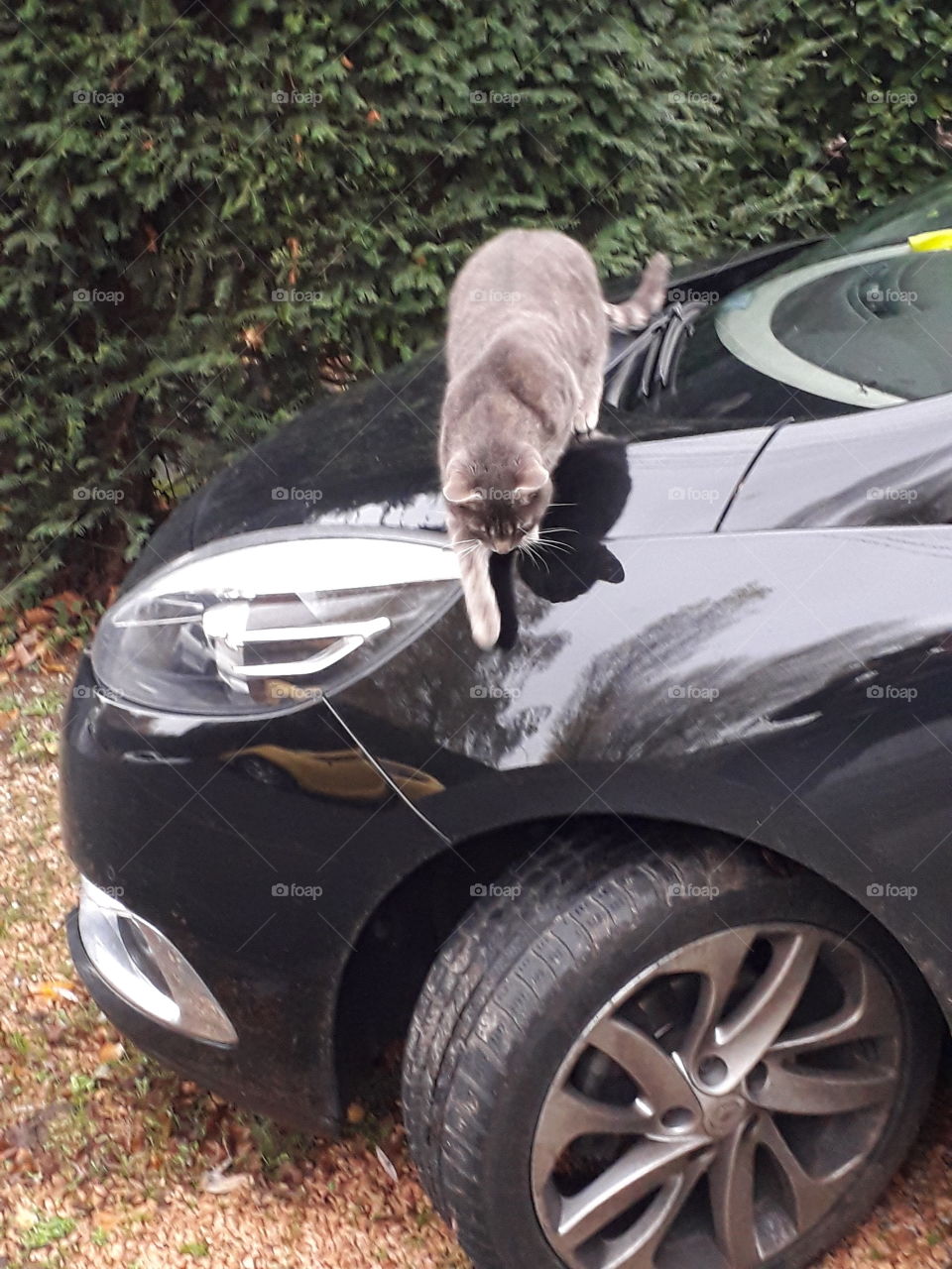 chat qui descend de la voiture
