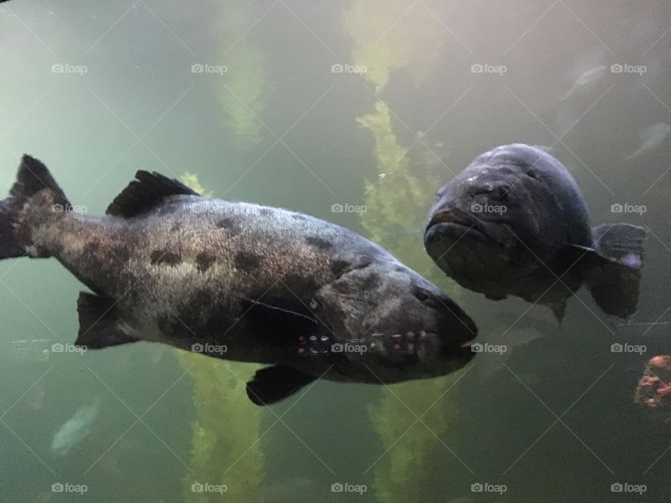 Grouper fish in  the aquarium