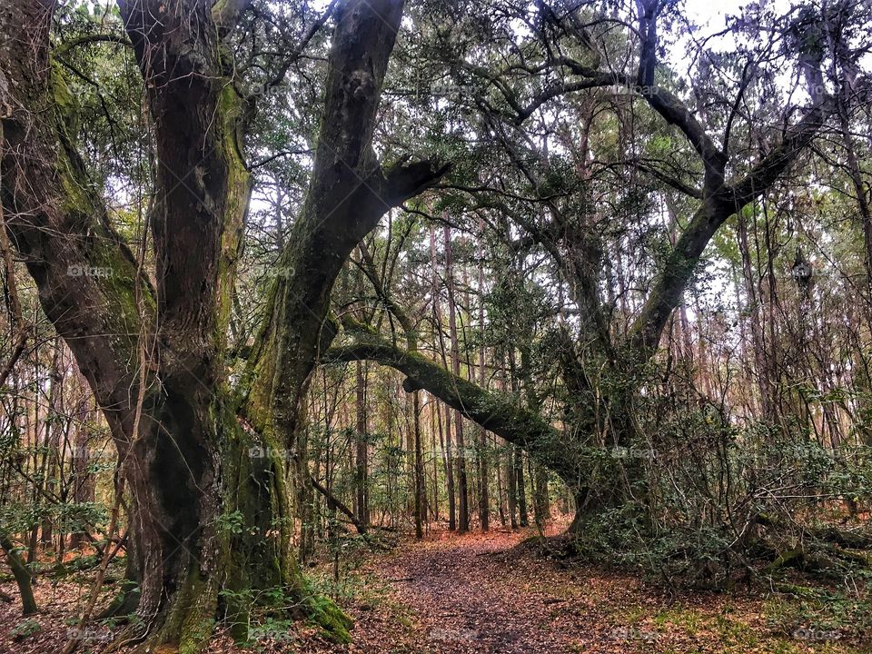South Carolina Ancient Trees