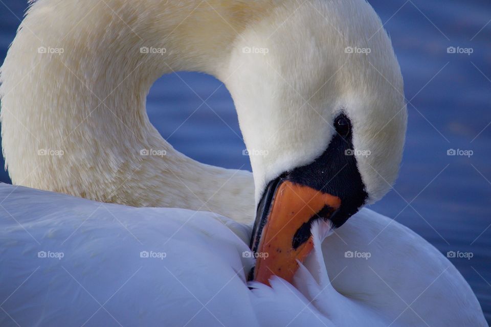 Close-up of a swan