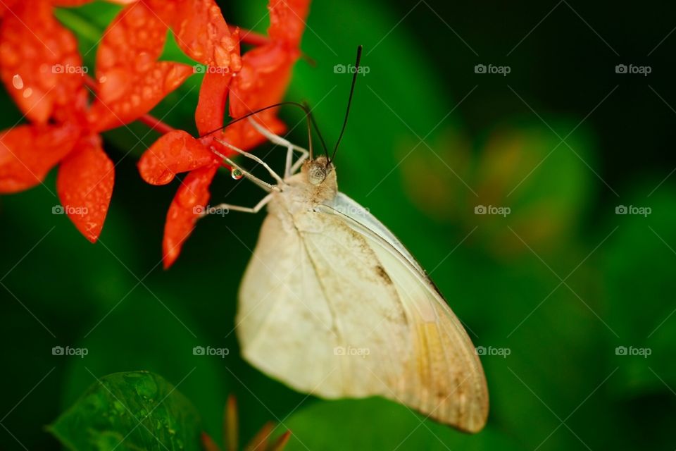 Butterfly Macro Shot, Beautiful Butterfly, Butterfly With Water Droplets, Flower And Butterfly, Closeup Of A Butterfly, Butterfly Wings