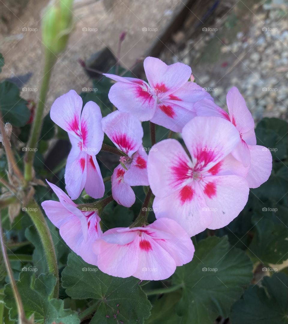 🌹 🇺🇸 Very beautiful flowers to brighten our day.  Live nature and its beauty. Did you like the delicate petals? / 🇧🇷 Flores muito bonitas para alegrar nosso dia. Viva a natureza e sua beleza. Gostaram das pétalas delicadas? 