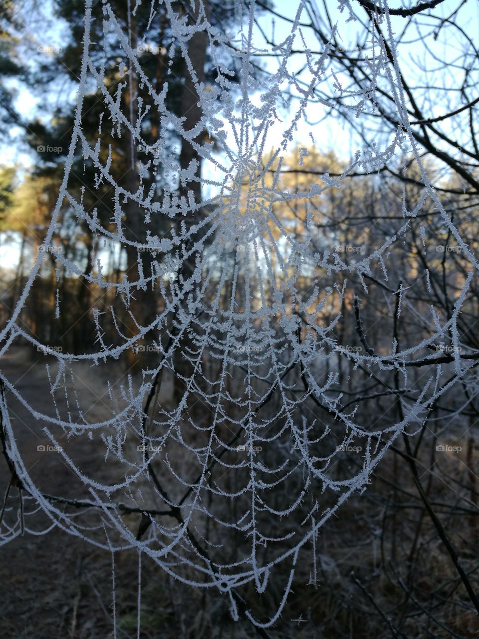 spiderweb