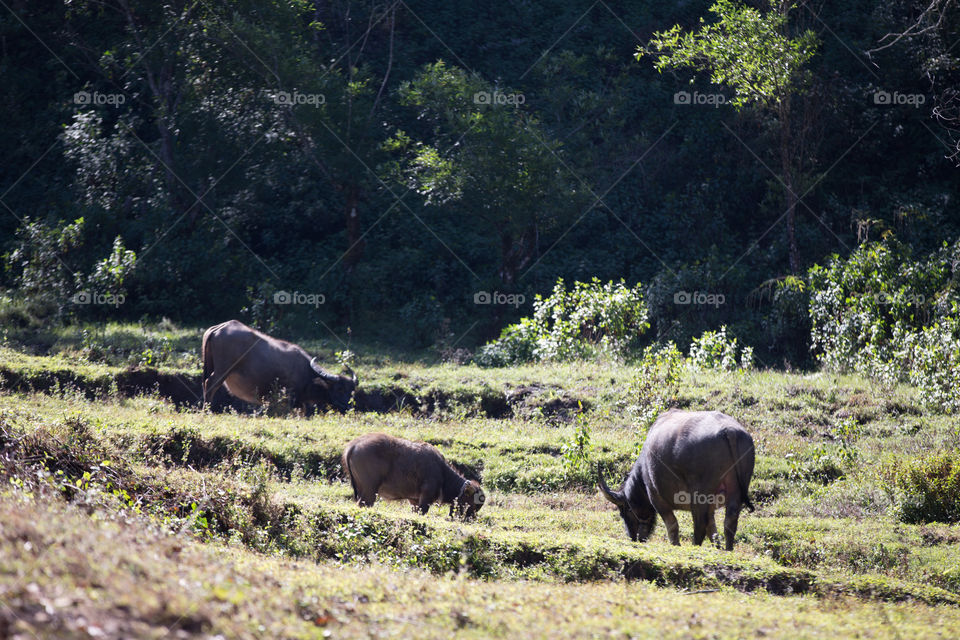 Buffalo in the farm