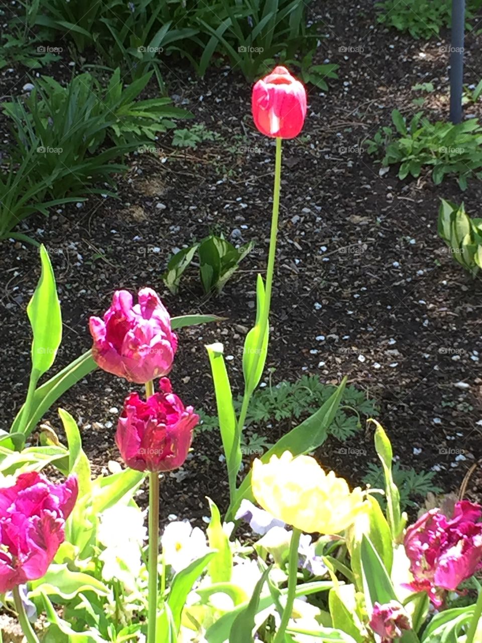 Pink Tulips. Flowers. Copyright © CM Photography. May 2019. 