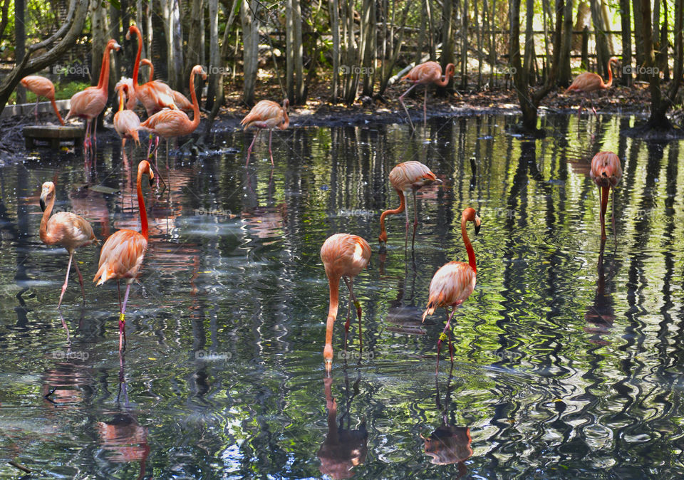 Flamingos