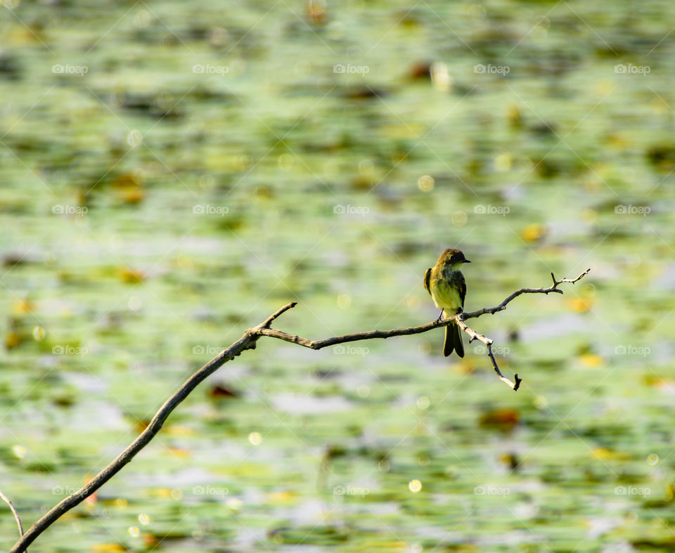 Beautiful bird flying around the waters over the Waseeka Wildlife Sanctuary
