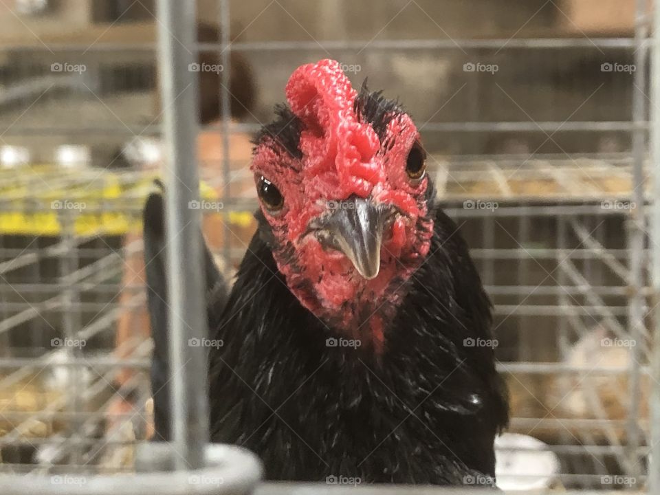 Curious rooster looking at you