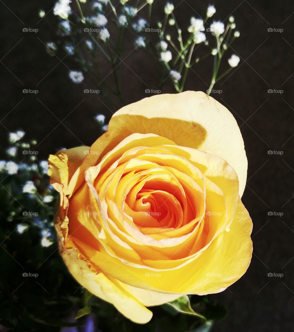 Elevated view of yellow rose