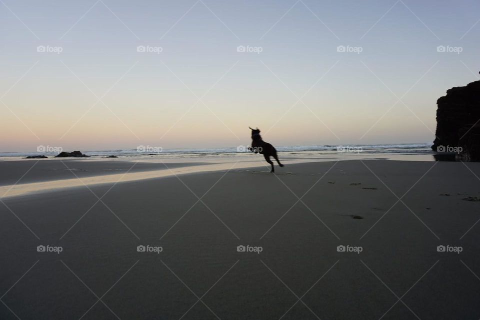 Beach#sunrise#ocean#sky#dog#jump